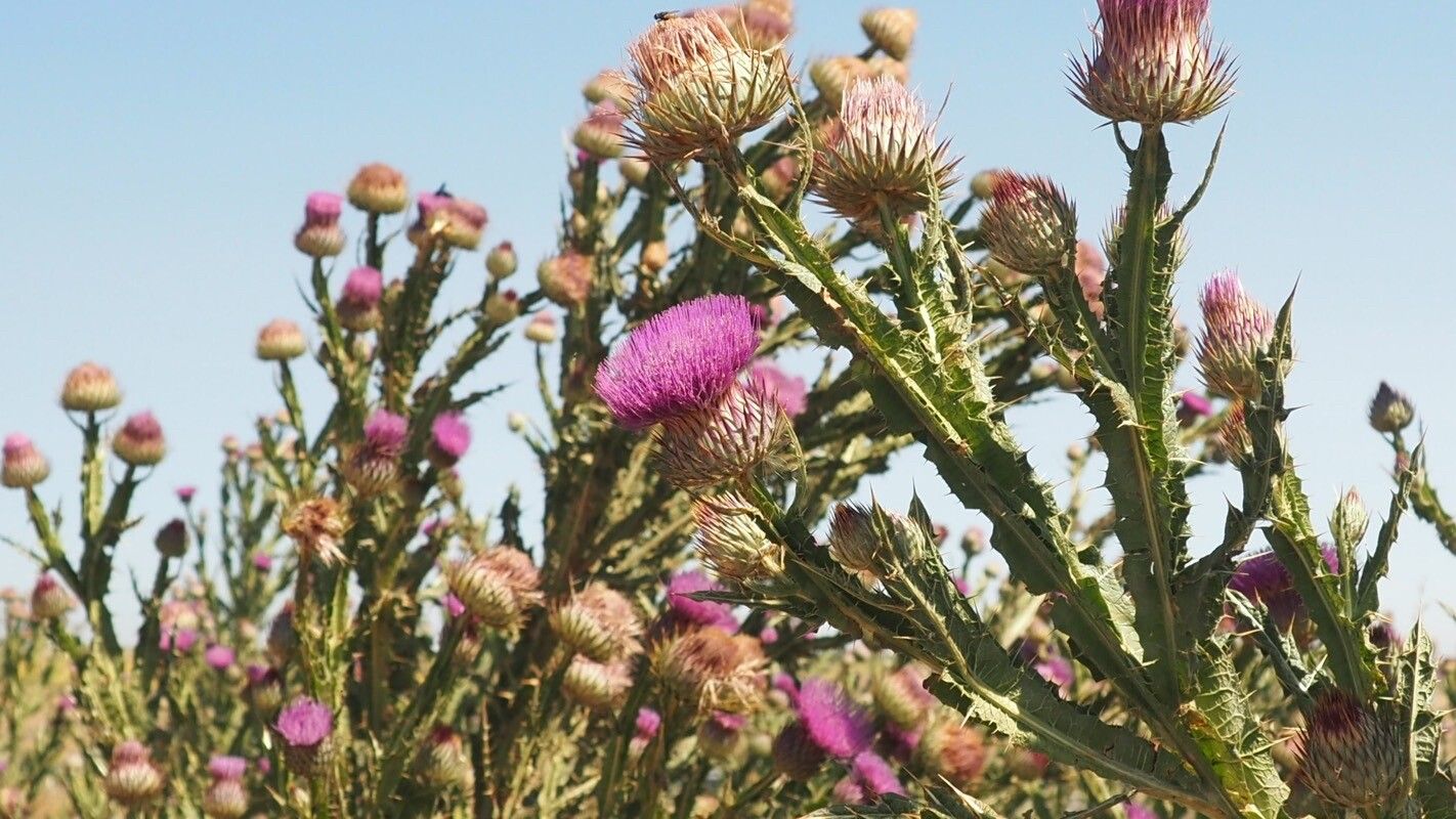 Onopordum nervosum fruit