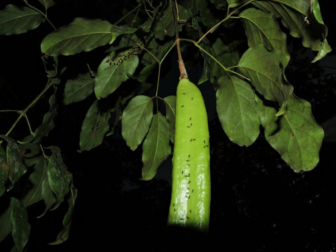 Pleonotoma variabilis fruit