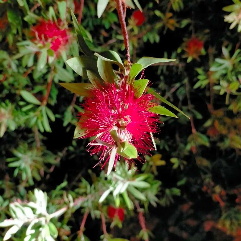 Callistemon coccineus flower
