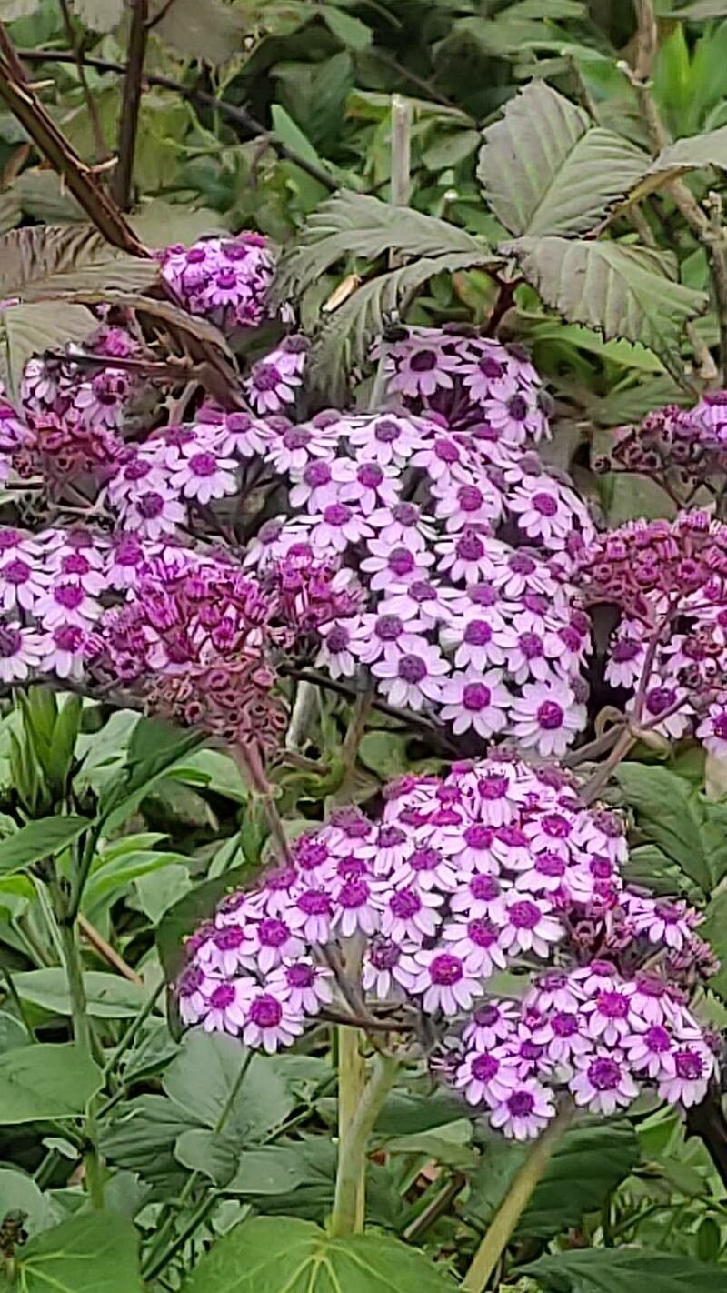 Pericallis papyracea flower