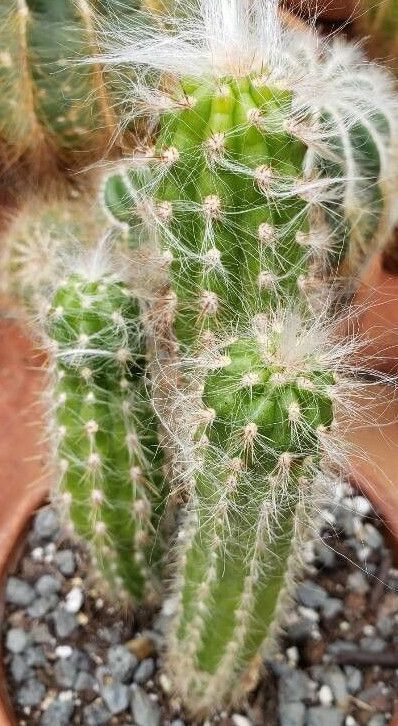 Oreocereus doelzianus habit