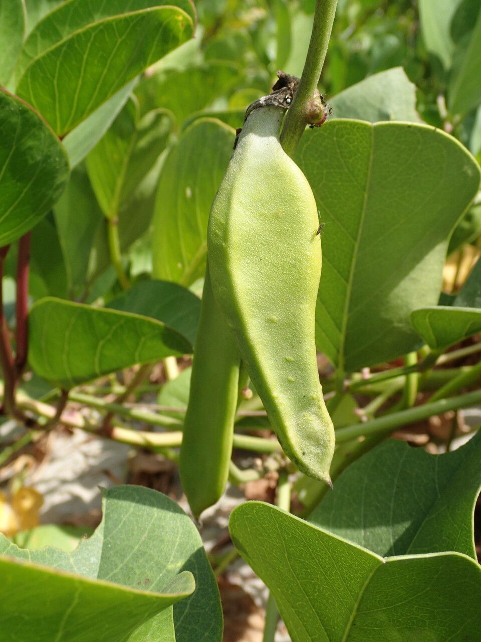 Canavalia rosea fruit
