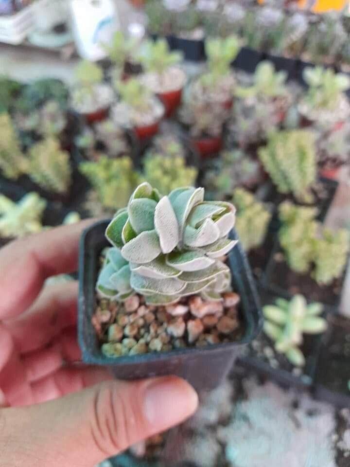 Crassula columella leaf