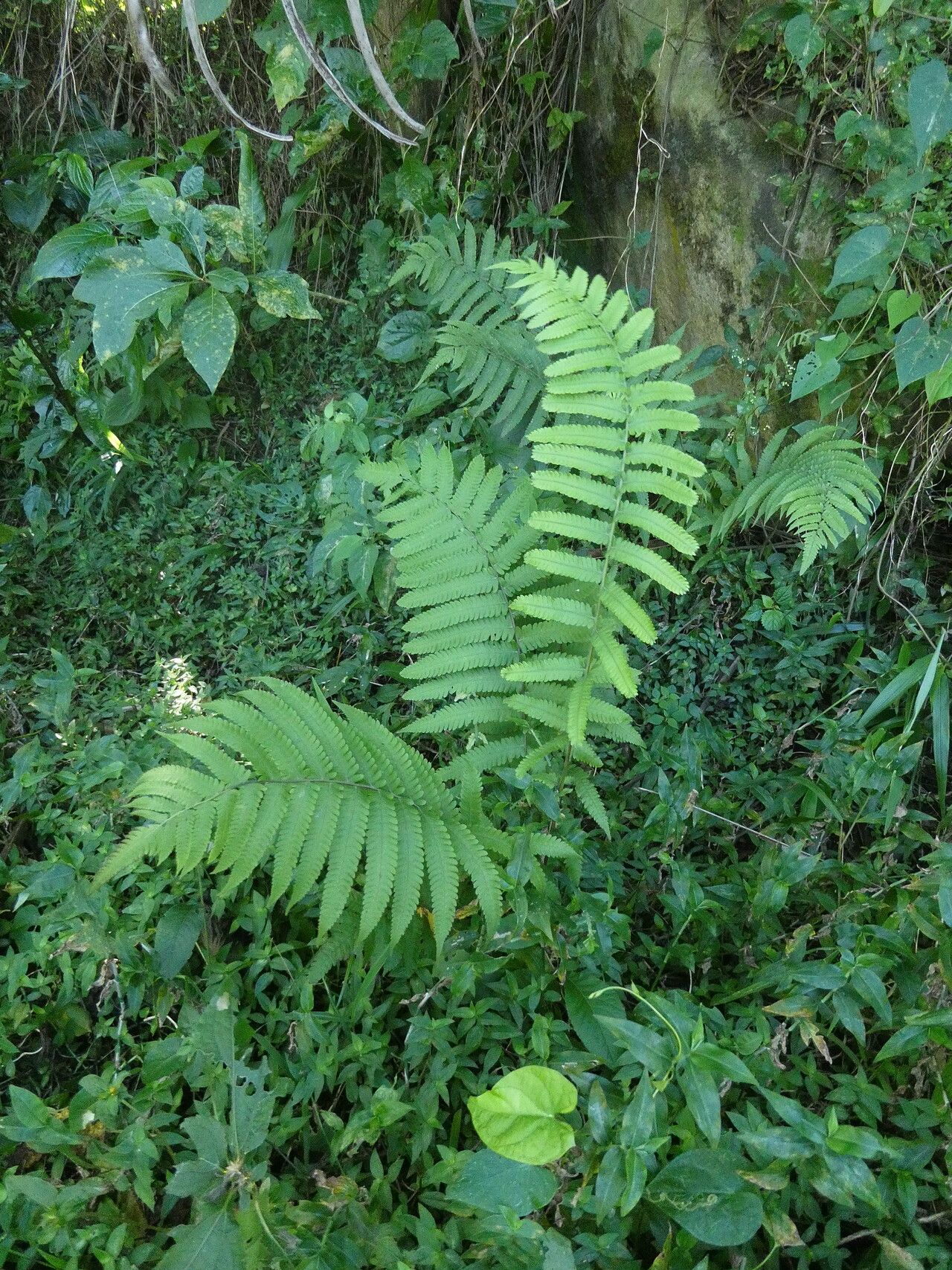 Thelypteris decussata habit