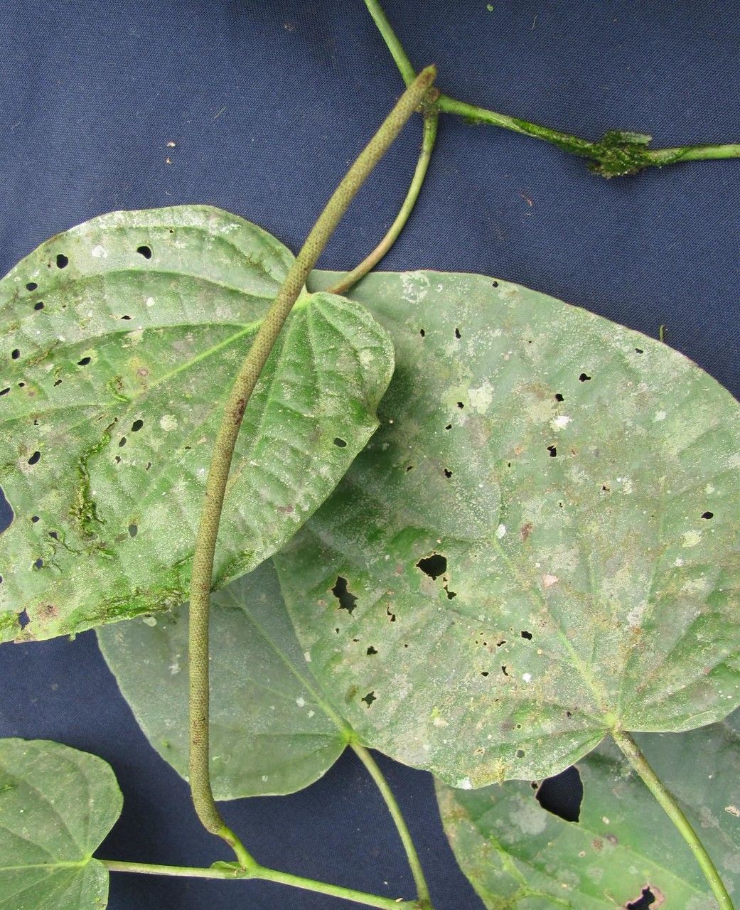 Piper tinctum — search result for 'Piper'