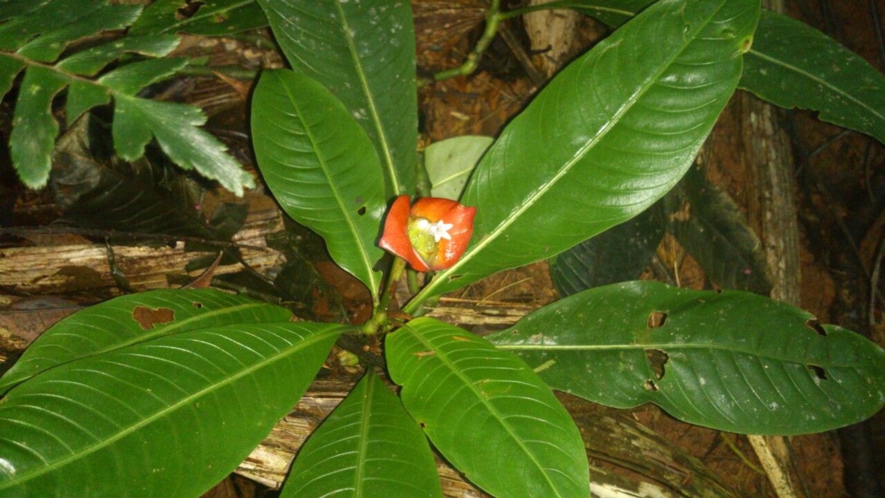 Psychotria elata — search result for 'Psychotria'