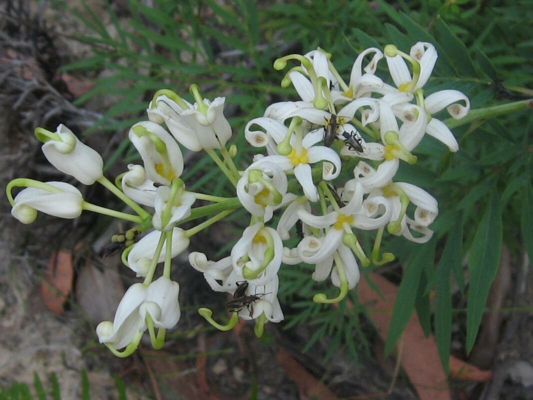 Lomatia silaifolia flower