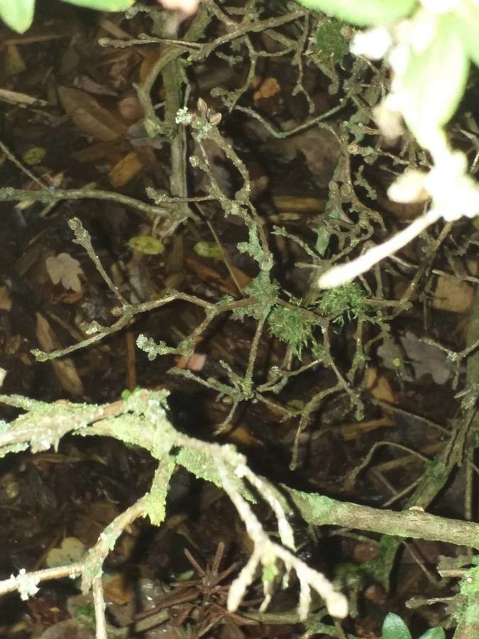 Rhododendron hippophaeoides bark