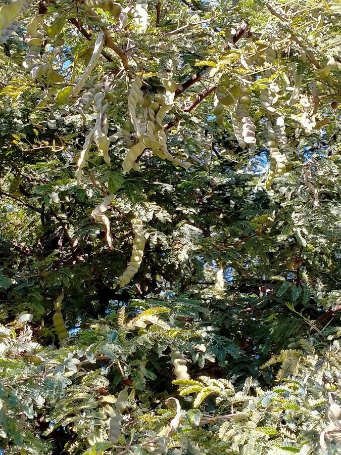 Acacia nilotica fruit