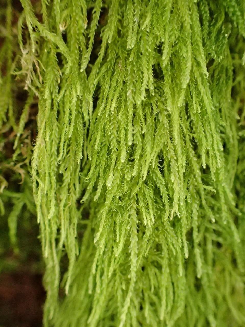 Hypnum cupressiforme bark