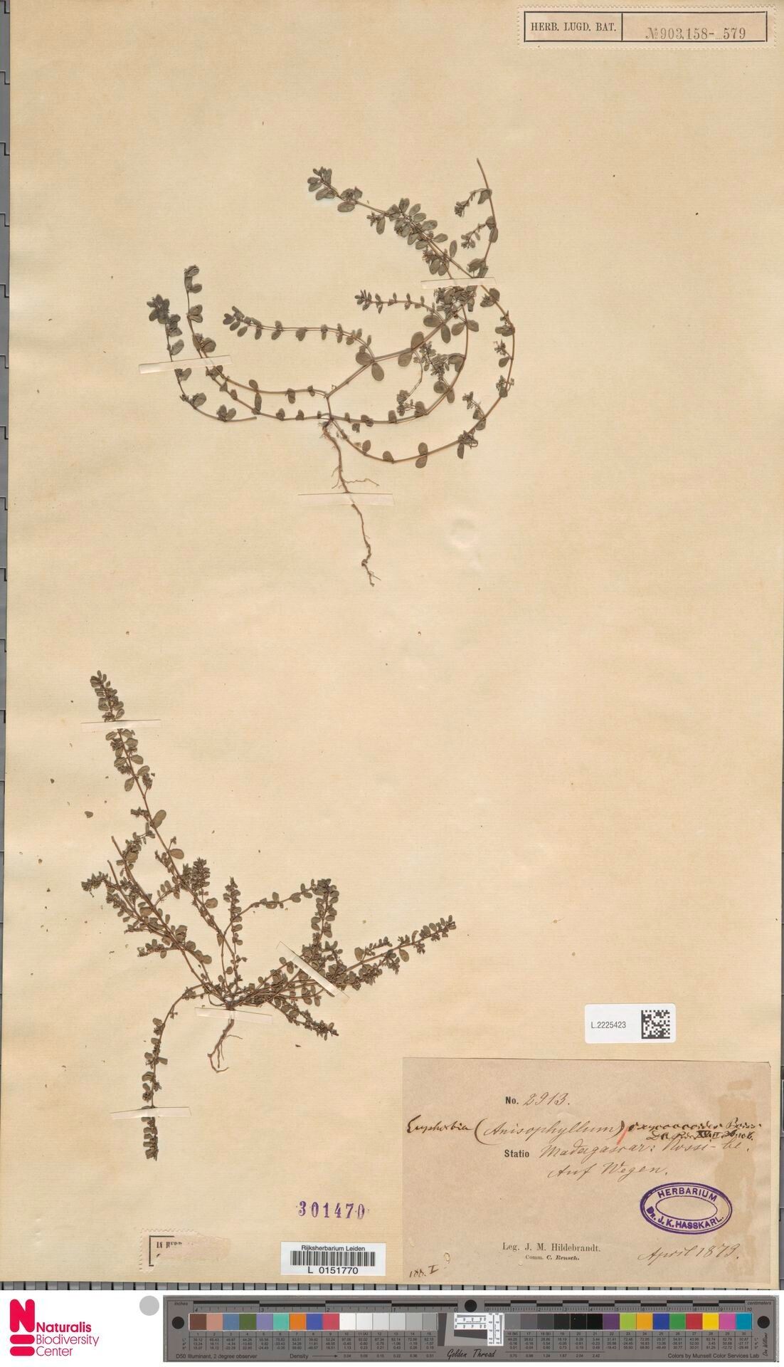 Euphorbia oxycoccoides — houseplant care guide