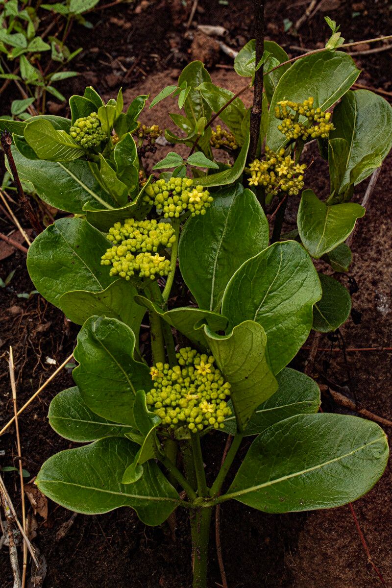 Psychotria eminiana habit