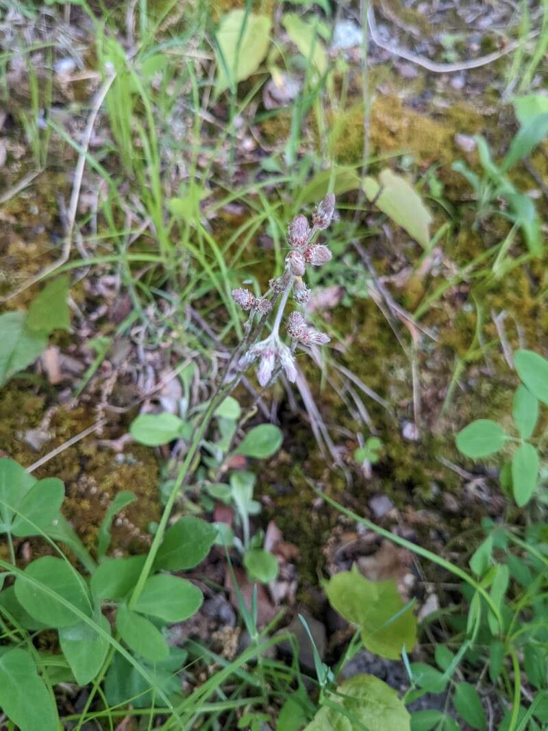 Antennaria plantaginifolia flower