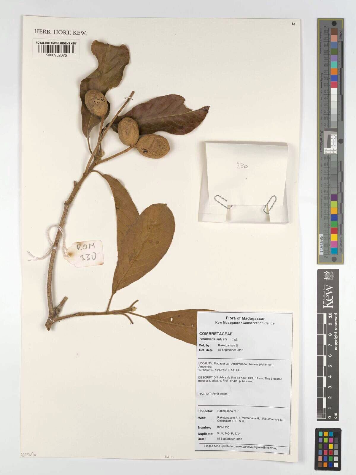 Terminalia sulcata — houseplant care guide