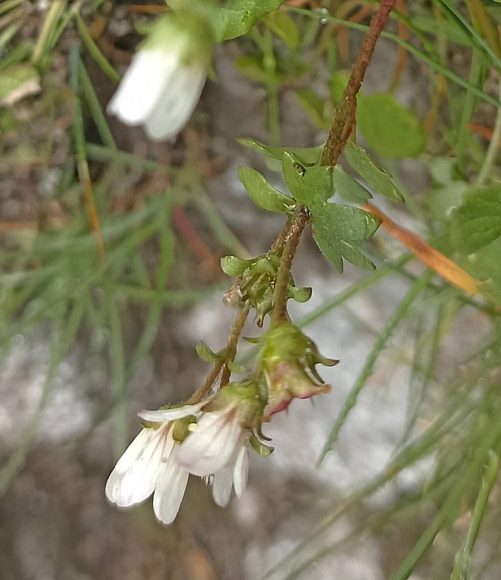 Saxifraga carpatica — houseplant care guide