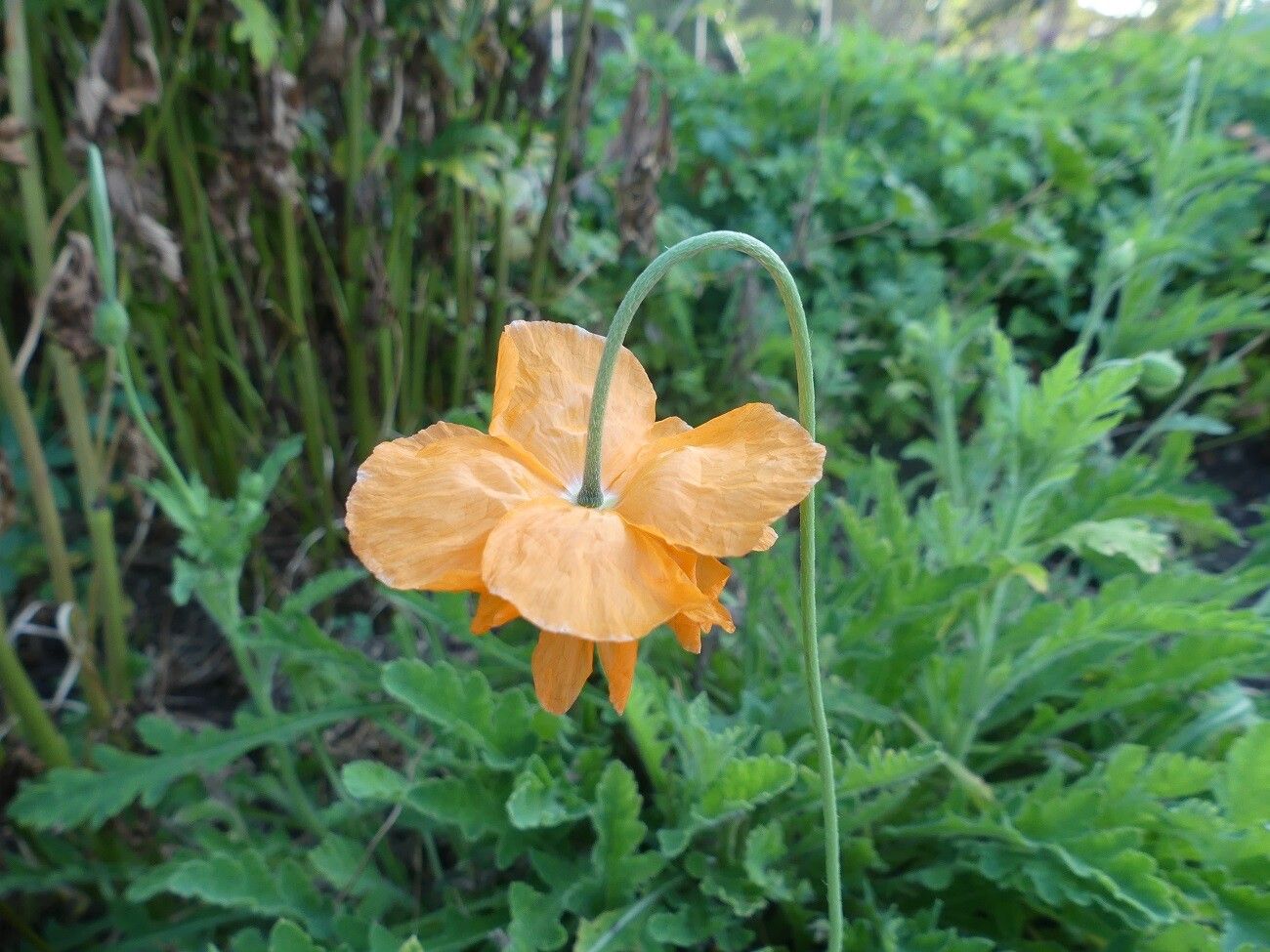 Papaver lateritium flower