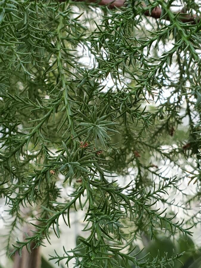 Widdringtonia wallichii leaf