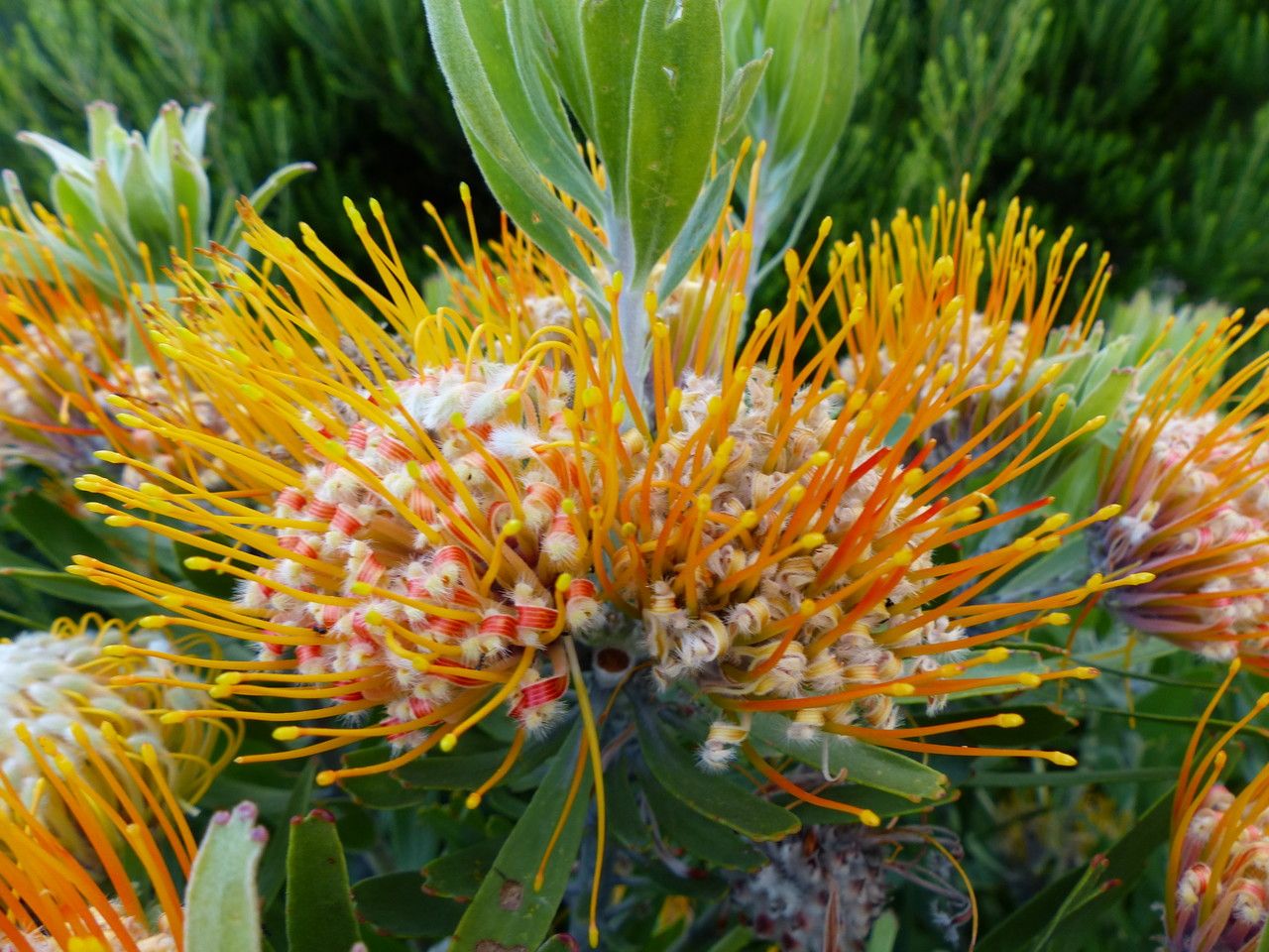 Leucospermum erubescens flower