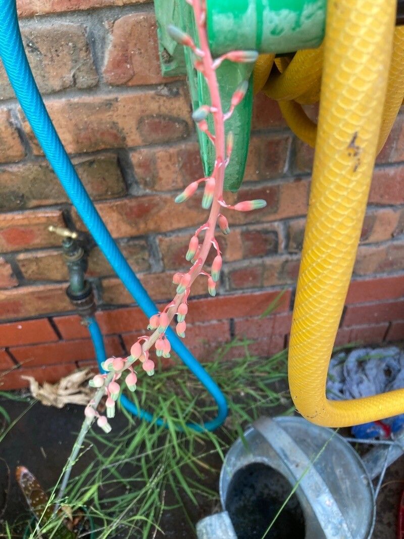 Gasteria brachyphylla flower