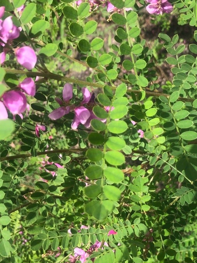 Indigofera heterantha — search result for 'Nepal'