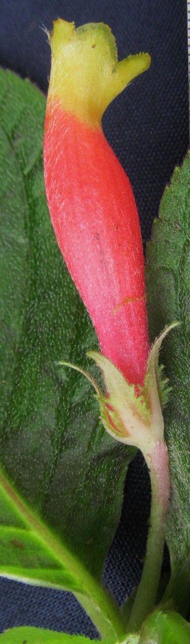Columnea nervosa flower