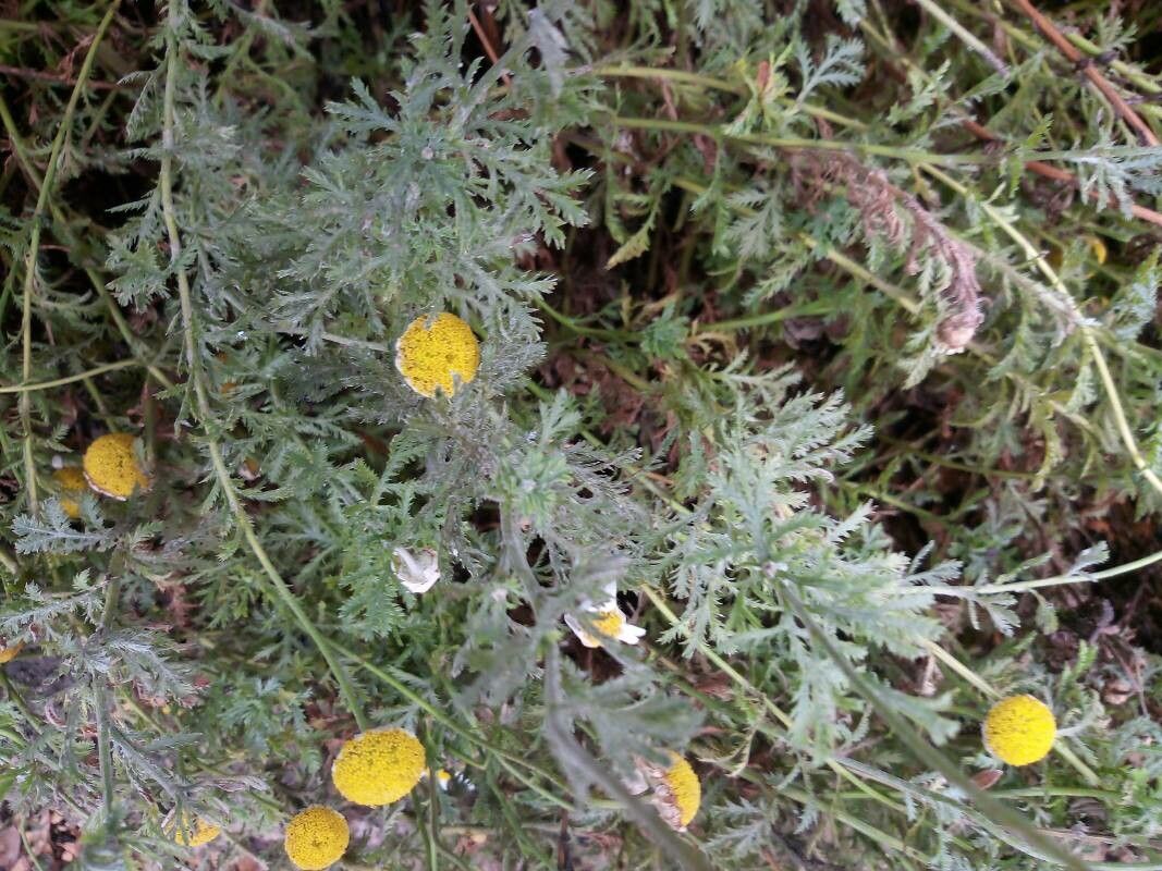 Cota triumfetti flower