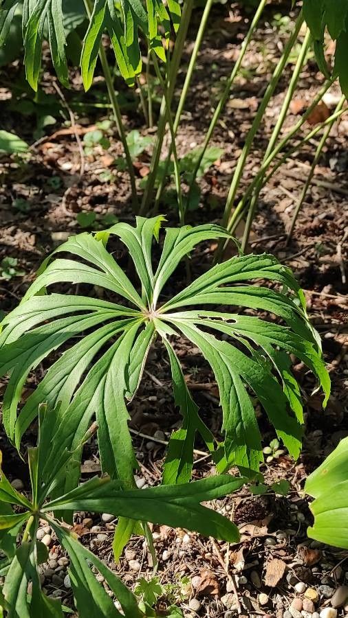 Syneilesis palmata — houseplant care guide