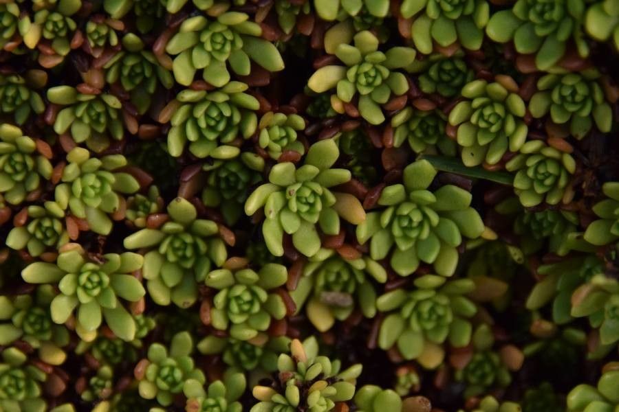 Rhodiola saxifragoides — search result for 'Rhodiola'