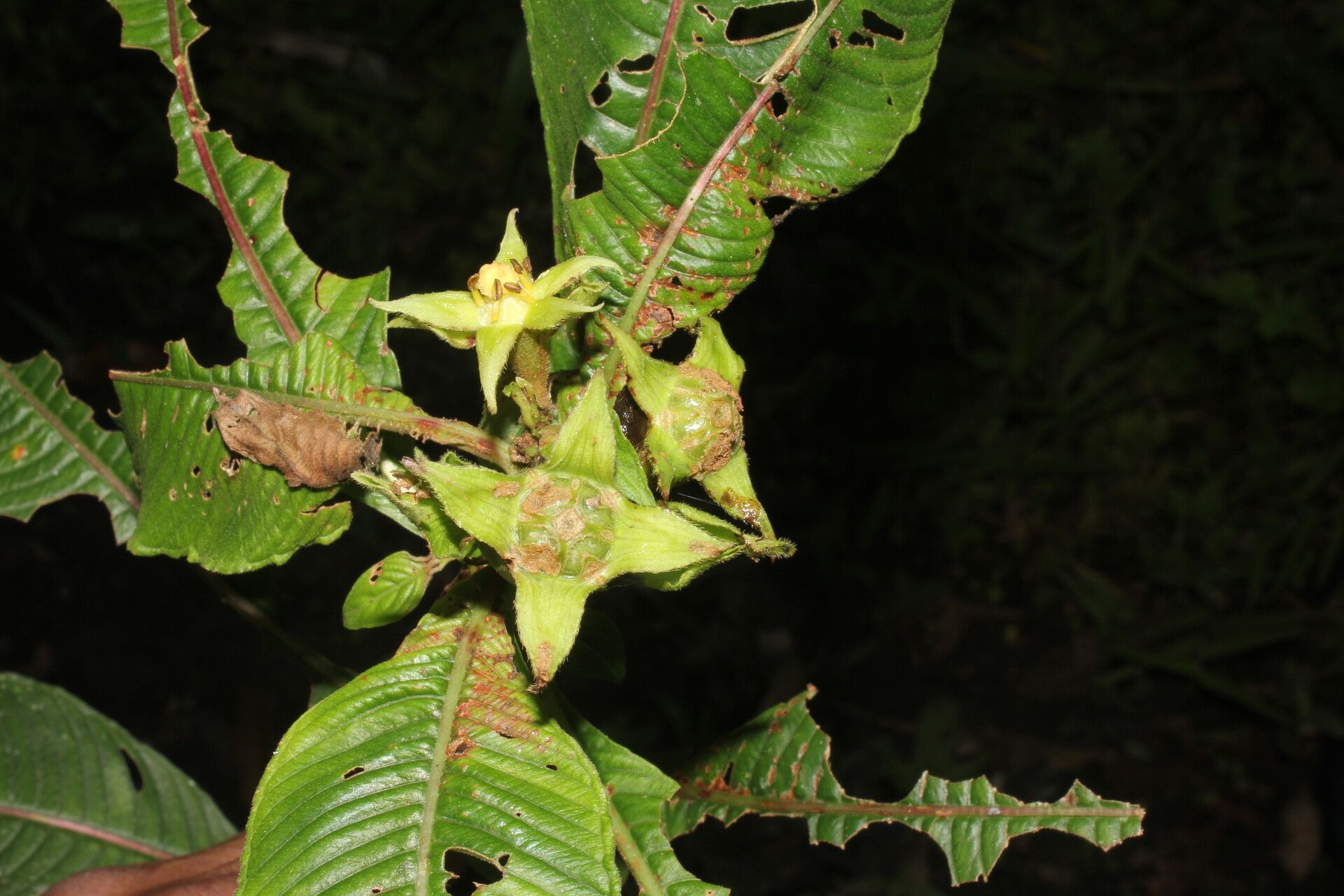 Ludwigia foliobracteolata flower