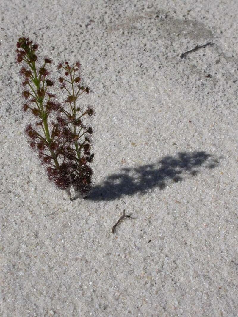 Drosera porrecta — houseplant care guide