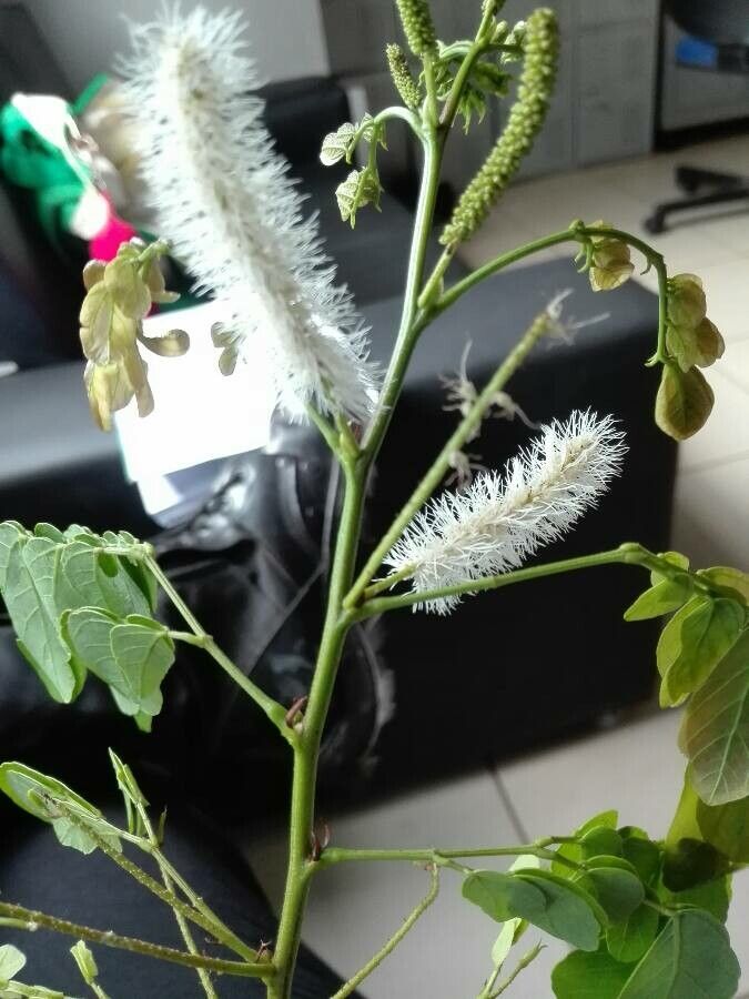 Mimosa caesalpiniifolia bark
