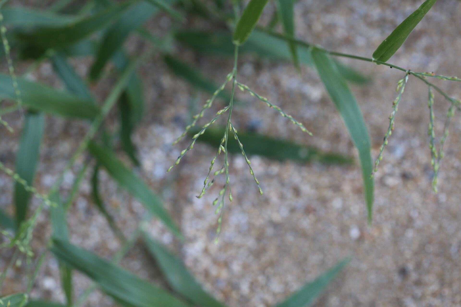 Urochloa subquadripara flower
