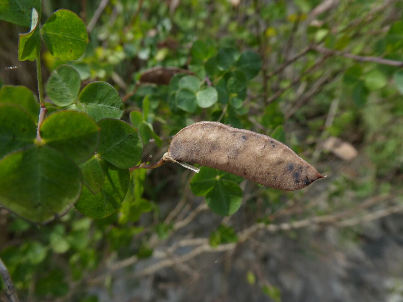 Cytisophyllum sessilifolium fruit