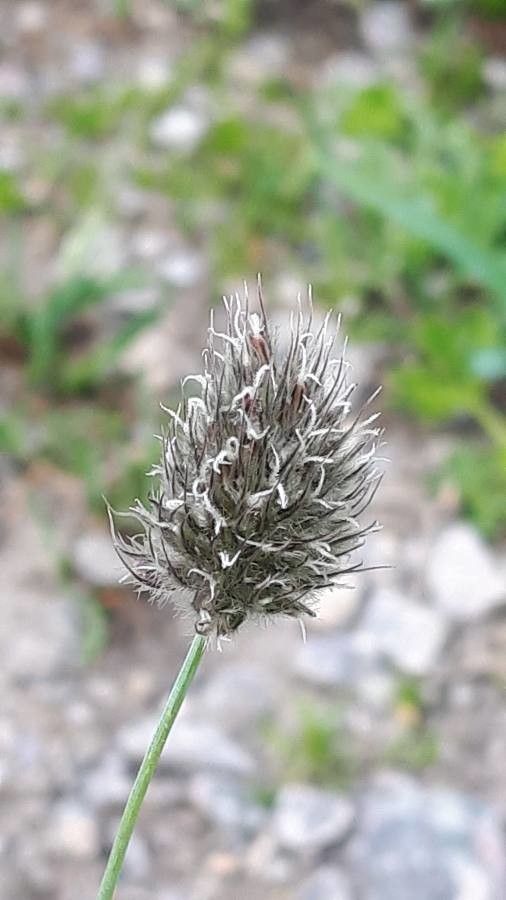 Ranunculus kuepferi fruit
