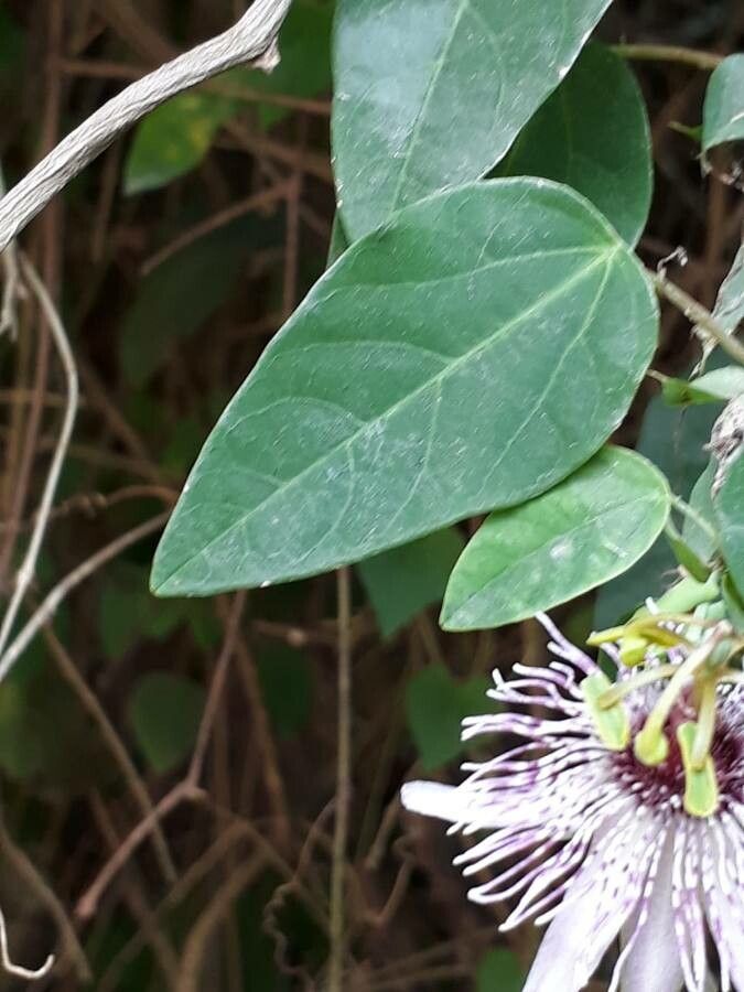Passiflora actinia
