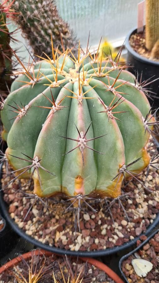 Ferocactus diguetii — related species from the same genus