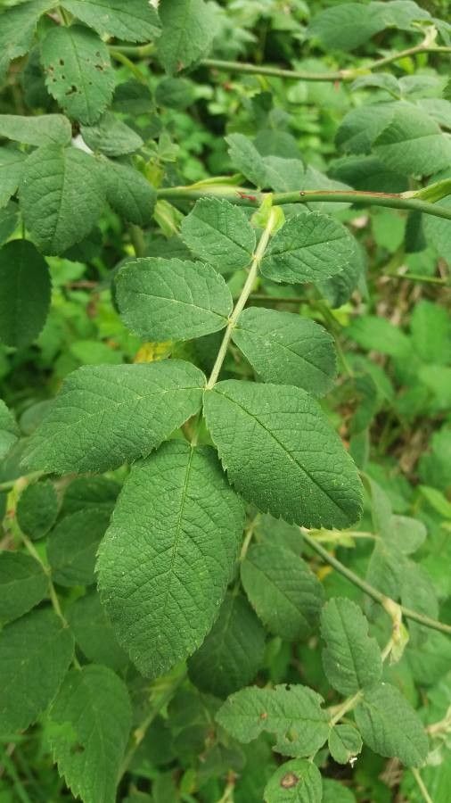Rosa tomentosa — search result for 'Bulgaria'