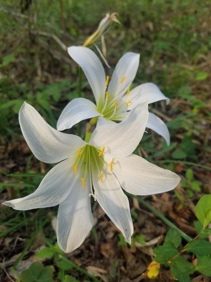 Zephyranthes treatiae — houseplant care guide