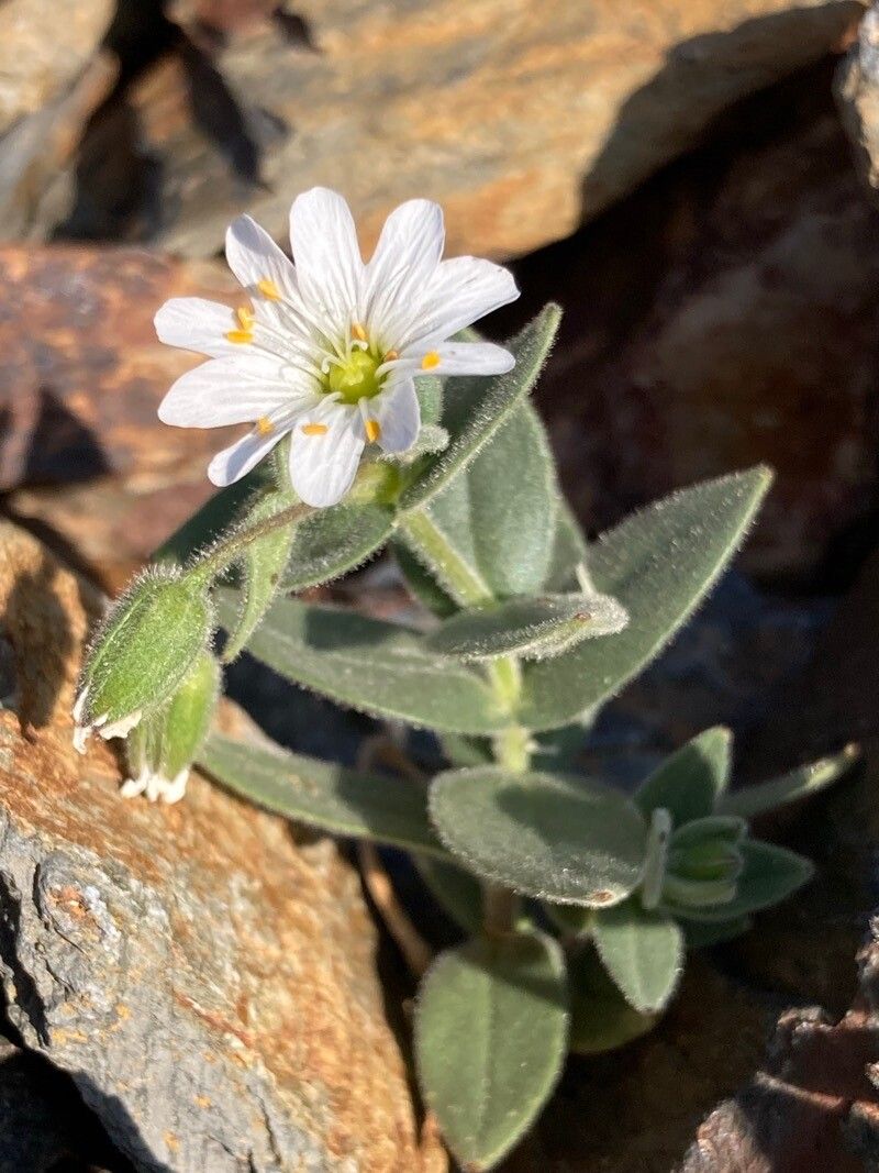 Cerastium pyrenaicum flower