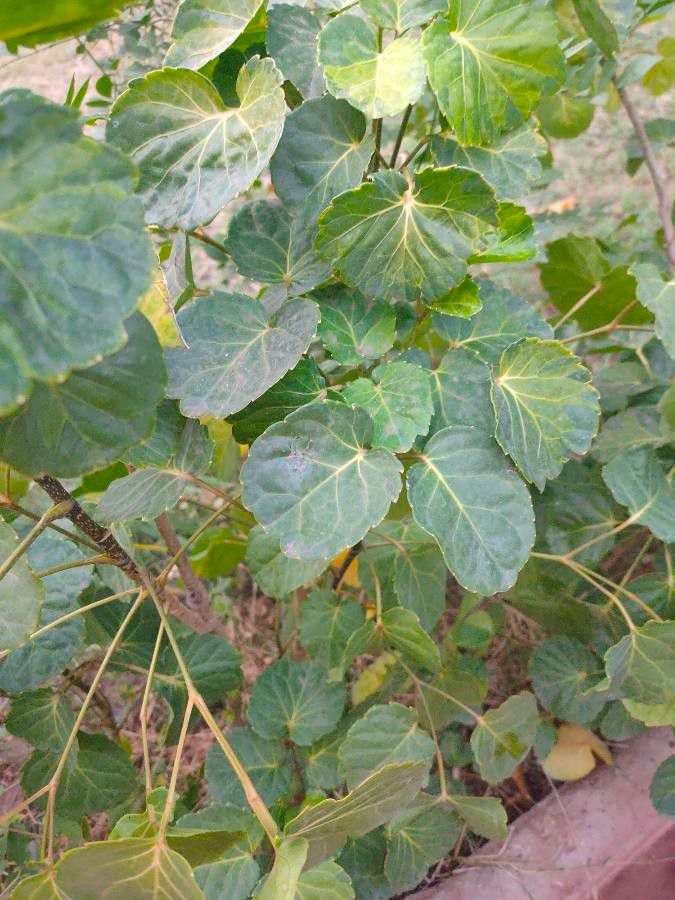 Polyscias balfouriana