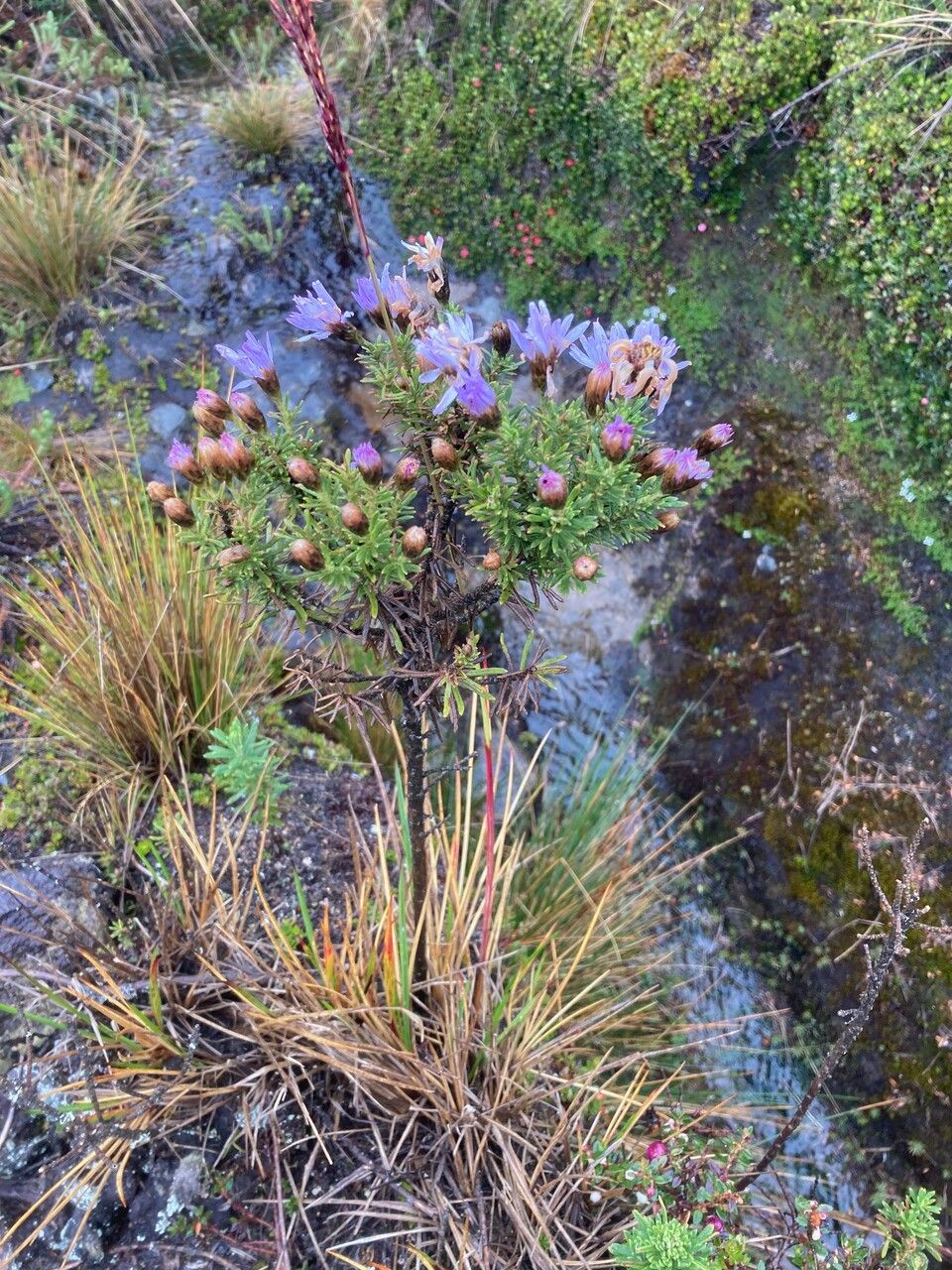 Diplostephium glandulosum habit
