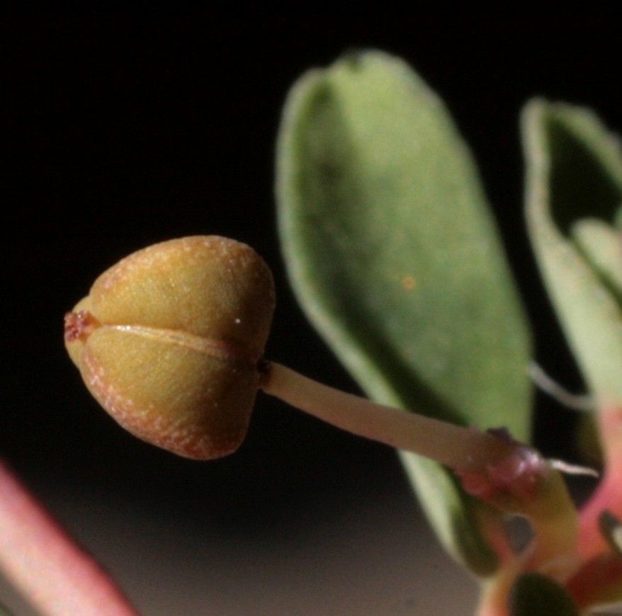 Euphorbia glyptosperma fruit