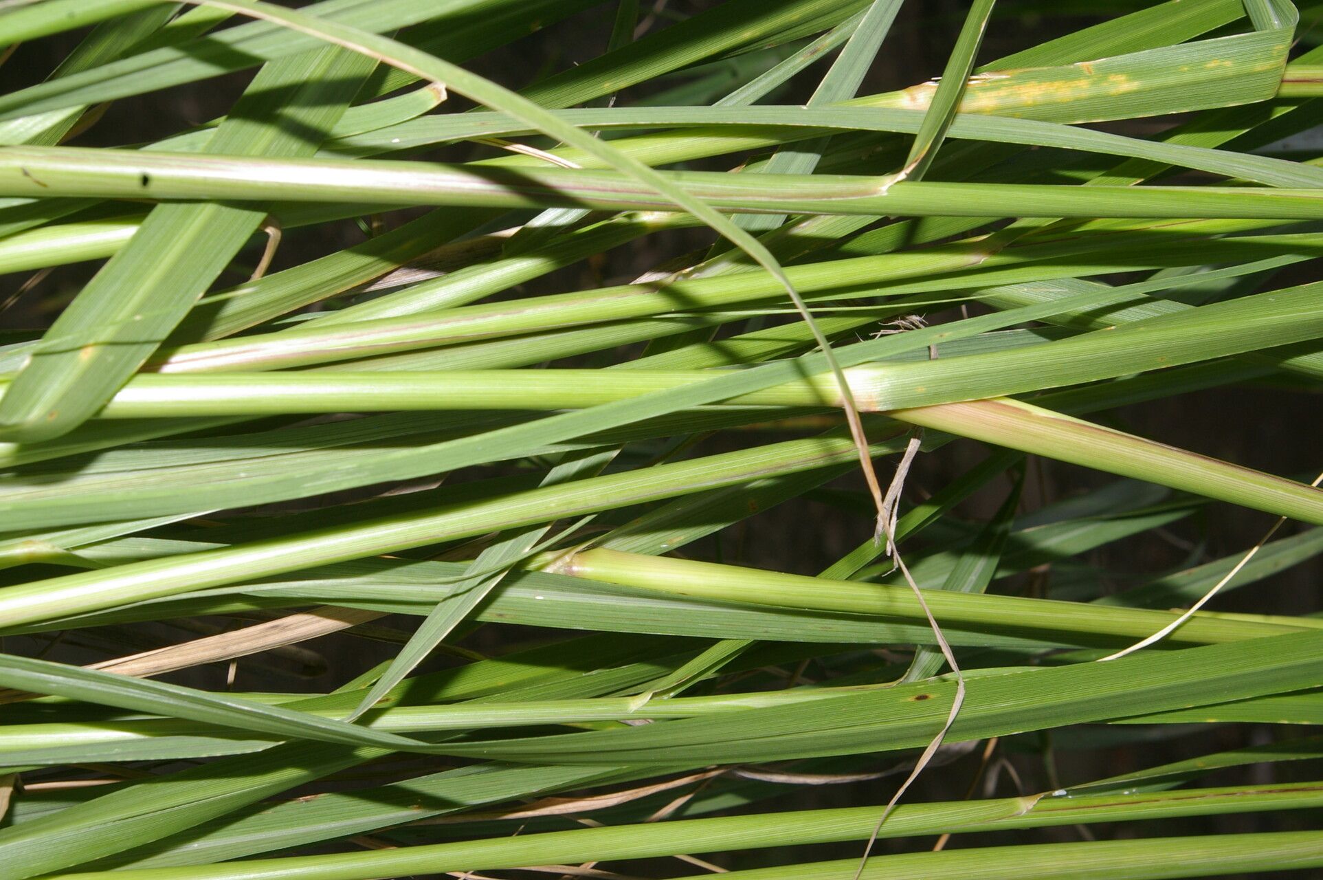 Eragrostis domingensis bark