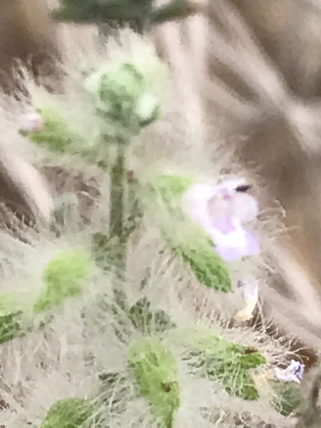 Salvia macilenta flower