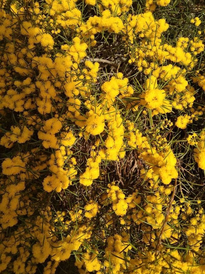 Acacia enterocarpa — houseplant care guide