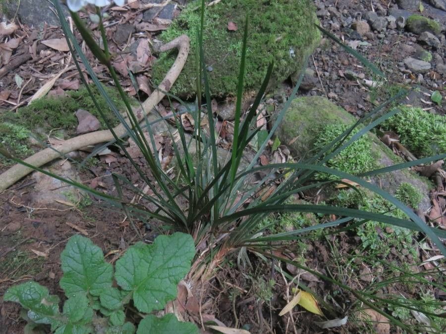 Libertia tricocca — houseplant care guide