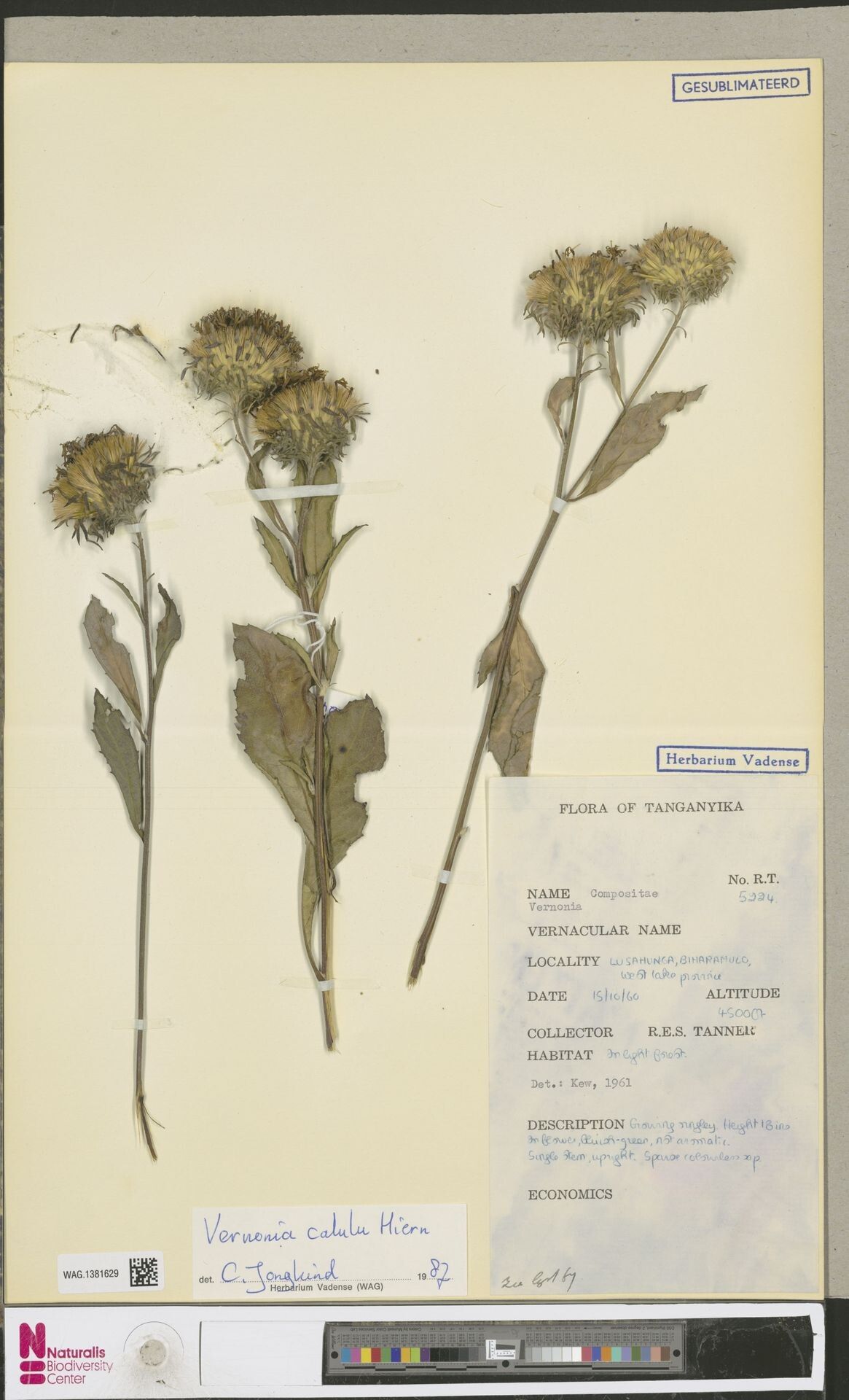 Vernonia calulu — houseplant care guide