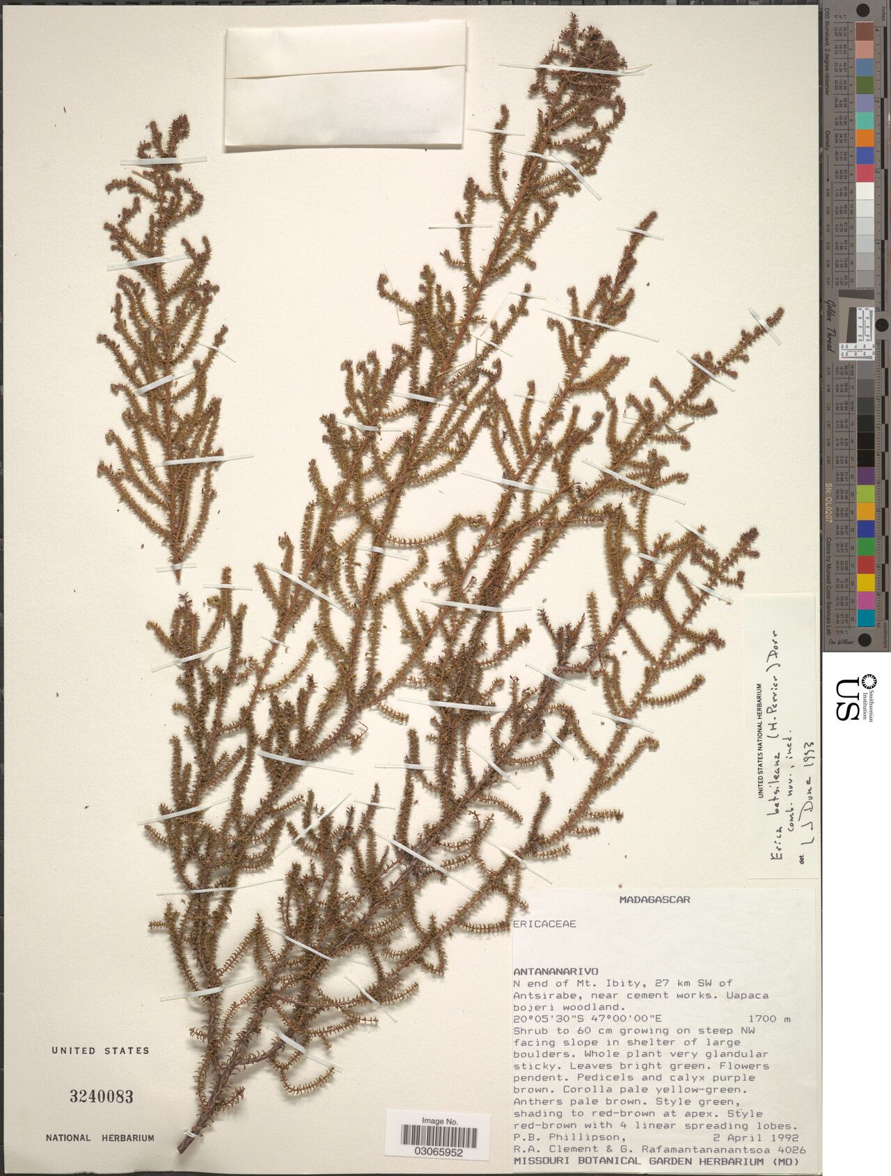 Erica betsileana — search result for 'Erica'