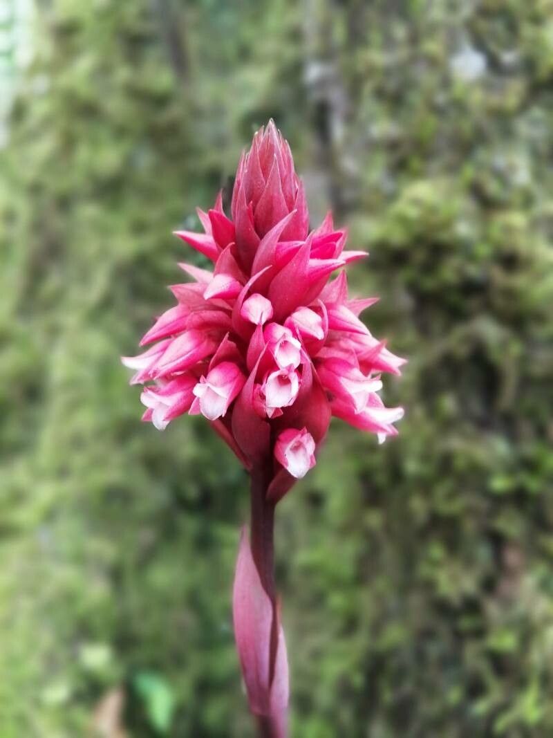 Stenorrhynchos albidomaculatum — related species from the same genus