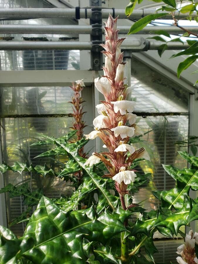 Acanthus montanus flower